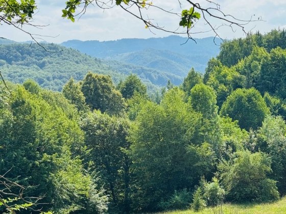 Продаж земельної ділянки біля лісу по вул. Лісна (без комісії). Косів