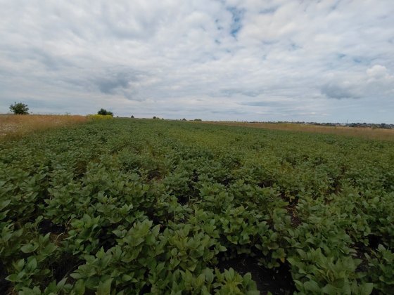 Земельна ділянка під будівництво в Тлумачі — 9,09 соток Тлумач