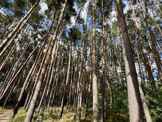 Конча-Заспа, Козин Продаж ділянки 60 соток у СОСНОВОМУ ЛІСІ, КМ Сосновий Бір, Киівська Область Старо Козин