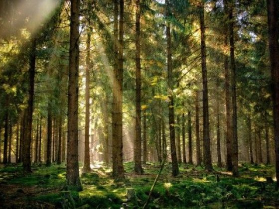 Ворзель 16 га.Землі рекреації.Ліс, асфальт.Без %. Ворзель