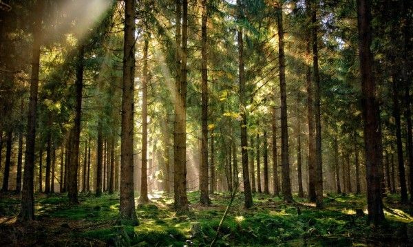 Ворзель 16 га.Землі рекреації.Ліс, асфальт.Без %. - фото 1