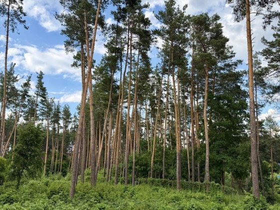 Встигніть придбати ділянку 22 сотки у закритому КМ Нова Ходосівка, Ходосівка Новообухівська траса в  Ходосівка
