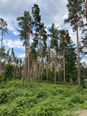 Встигніть придбати ділянку 22 сотки у закритому КМ Нова Ходосівка, Ходосівка Новообухівська траса в  - фото 1