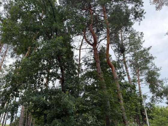 12 соток з соснами на ділянці с. Ходосівка Ходосівка