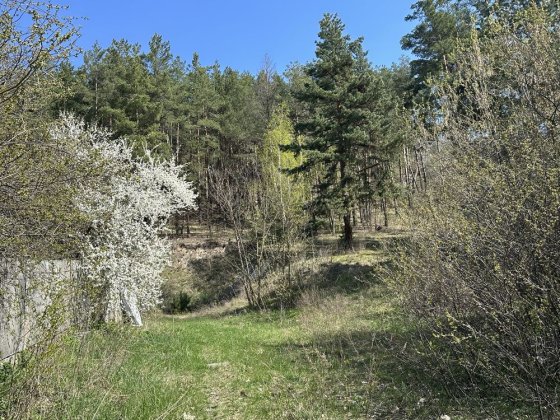 Ділянка біля соснового лісу | 15 соток | фасад 35 м | Вишеньки Вишеньки
