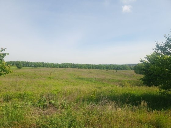 Ділянка 203 сотки Ходосівка