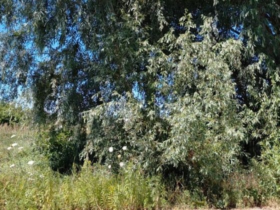 Продаж ділянки під забудову  в с.Ходосівка Ходосівка