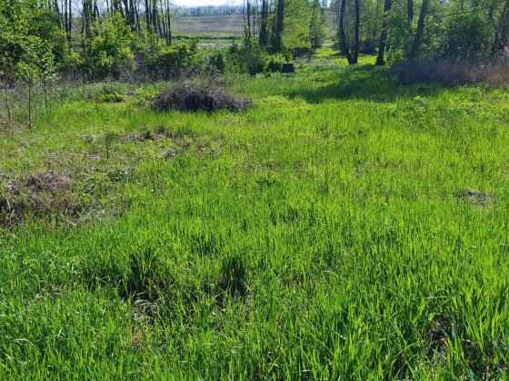 10 соток у Ходосівці під будинок, приватизований, поруч ліс, озеро Ходосівка