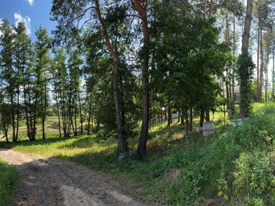 Ділянка 6 соток з соснами на ділянці с. Ходосівка Ходосівка