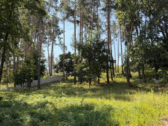 Видова ділянка 34 соток з соснами на ділянці с. Ходосівка Ходосівка