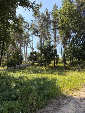 Видова ділянка 34 соток з соснами на ділянці с. Ходосівка - фото 1