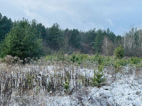 Ходосіівка 50 соток біля лісу 2500$\сотка Ходосівка