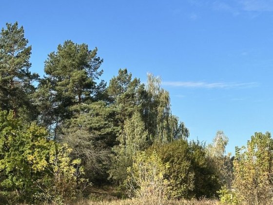 Продаж ділянки 14 соток Ходосівка Ходосівка