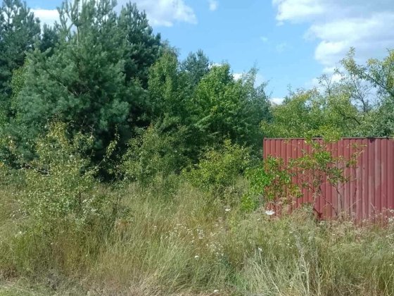 Хозяин Продает 20 сот в с.Гореничи с соснами-фасад-53м на 38м Гореничи