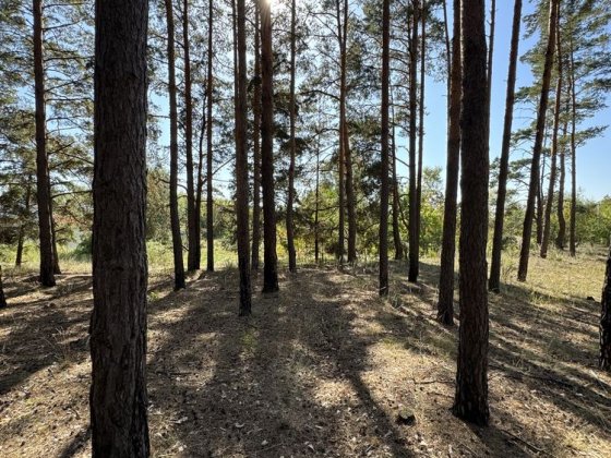 Продам ділянку під лісом, Реальному покупцю ТОРГ! Ціна за сотку! Вишенки