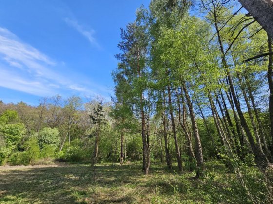 Продаж земельної ділянки с. Гореничі поруч з лісом Гореничи