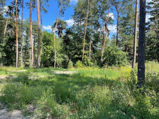 ГОРЕНИЧІ. Вул. Військова 13  соток  з соснами. Асфальт. 85.000 дол Гореничи