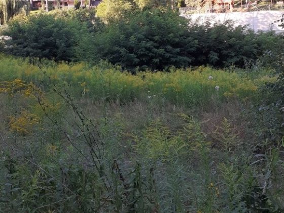Продам ділянку в с.Лісники 0,10 га Лесники