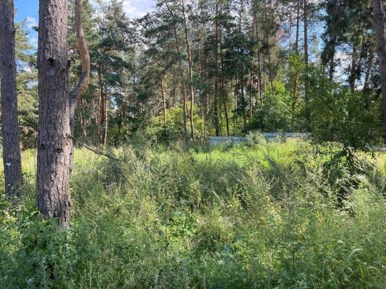 Віта - Поштова. 15 соток з лісом.Рівна. Асфальт. 95 000 дол. Віта-Поштова
