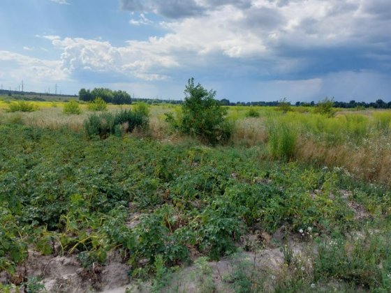Продаж земельних ділянок в Нових Петрівцях.  Вишгородський р-н. Новые Петровцы
