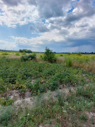 Продаж земельних ділянок в Нових Петрівцях.  Вишгородський р-н. - фото 1