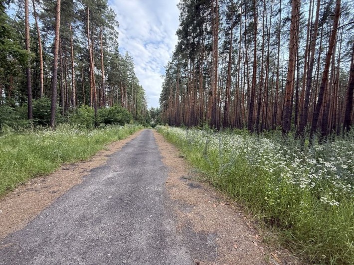 Ділянка в лісі. Швидкий виїзд до Житомирської траси - фото 1