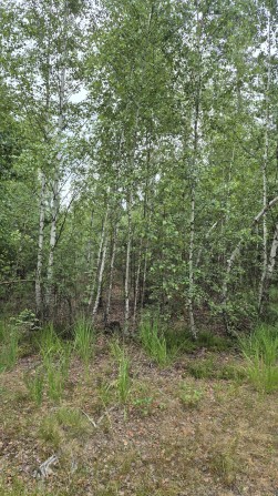 Ділянка біля лісу - фото 1