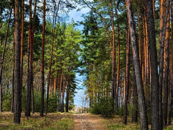 13 соток під забудову • ліс та озеро • с. Гаврилівка, Бучанський р-н Гавриловка
