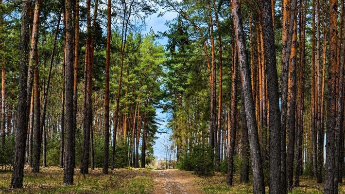13 соток під забудову • ліс та озеро • с. Гаврилівка, Бучанський р-н - фото 1