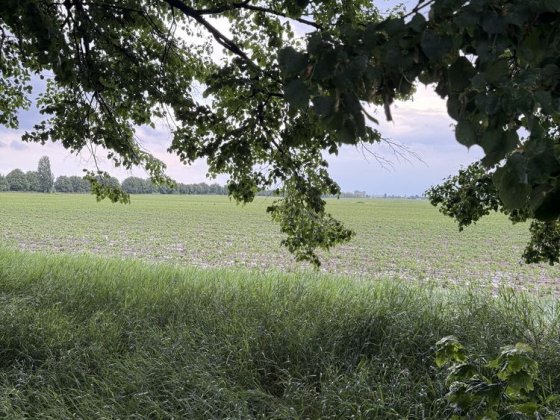Продаж Земельноі ділянки 1 га , с.Гора , Бориспільський район Кедина Гора