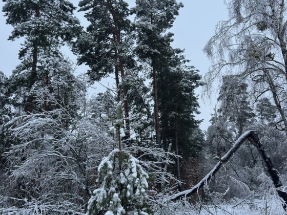 Дмитрівка Куба 10 соток ліс Дмитровка