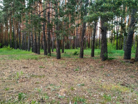 Продаж 16 соток під будівництво село Здвижівка Бучанський р-н Здвижівка