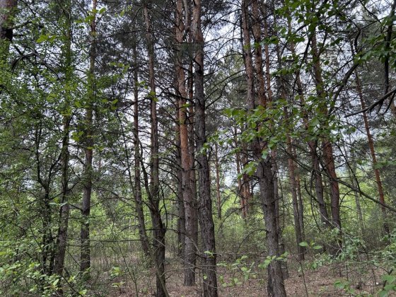 Лісова земельна ділянка близ Киева Здвижівка