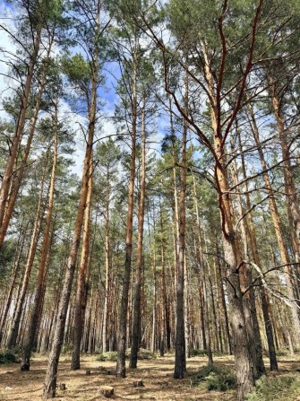 Продам земельну ділянку! 4 Га. Здвижівка! Заліснена - фото 1