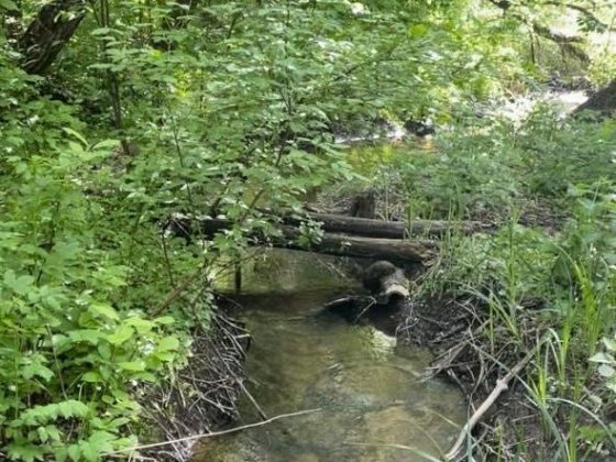 Мальовнича ділянка в Круглику біля столітнього лісу та водойми. Круглик