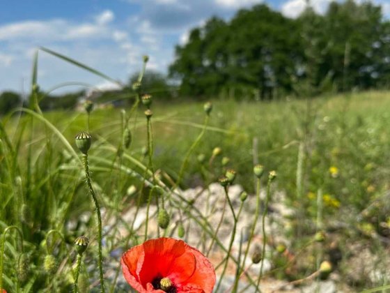 Продаж землі Княжичі. Під забудову. Без комісії!! Княжичі