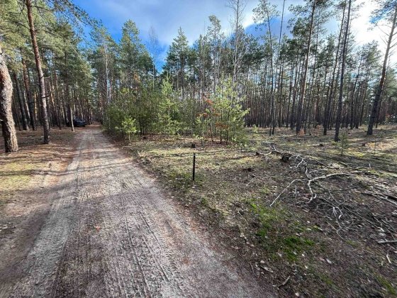 Лебедівка 2 Участки по 10 соток в сосновому лісі Лебедевка