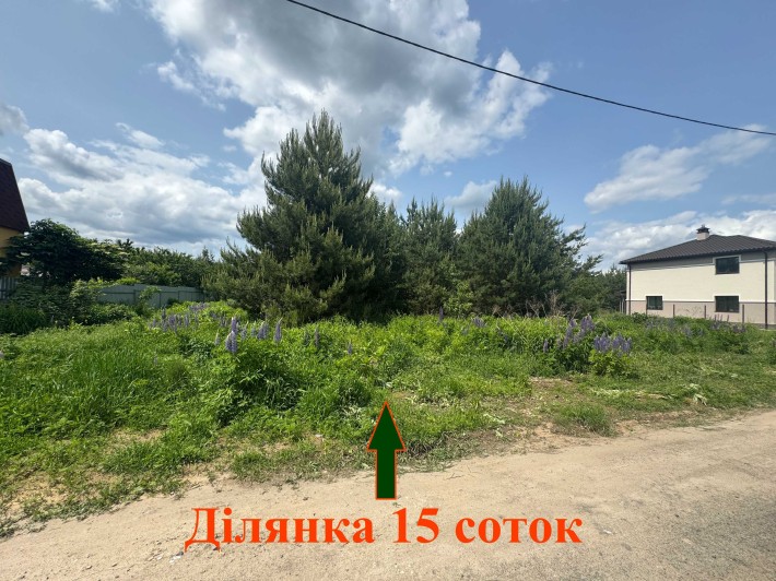Малютянка 15 соток з соснами Продаж ділянки Еко зона - фото 1