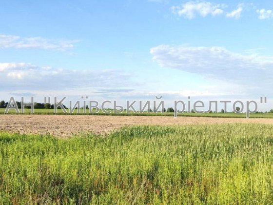 Без комісії! Продаж зем.ділянки 25 соток, с.Плесецьке Фастівський район Плесецьке