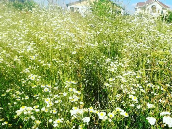 Продам ділянку в Погребах під забудову  21 сот. Лугова Погребы