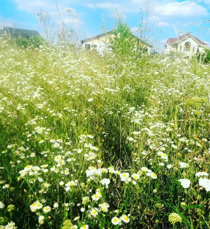 Продам ділянку в Погребах під забудову  21 сот. Лугова - фото 1