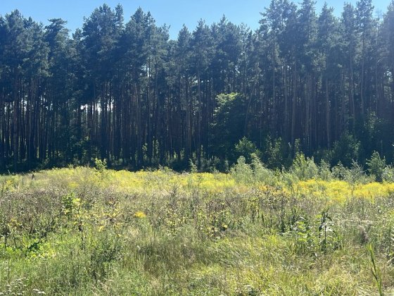Продаж ділянки 25 сотих серед лісу в Проців Процев Процев