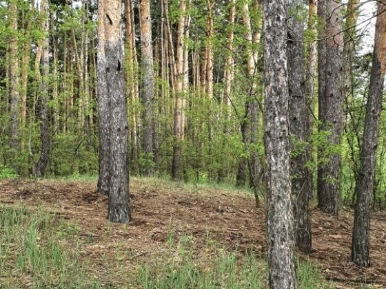 с.Проців, вихід у ліс, 16 соток Проців