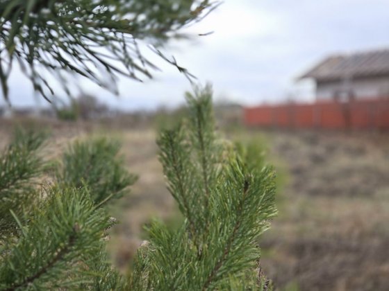 Ділянка в Рожнах недалеко від р.  Десна Рожны