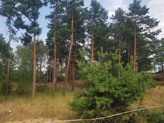 Романків. Підгірці.Кутова ділянка під житлову забудову , площа31  сотк Романків