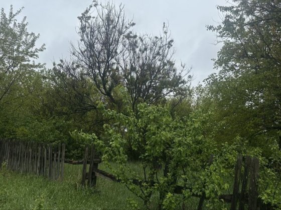 Северинівка, Макарівський район, ровна прямокутна ділянка з будинком Северинівка