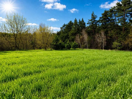 Ст.Петрівці, Вишгород. р-н, 93 сот, ліс Старі Петрівці