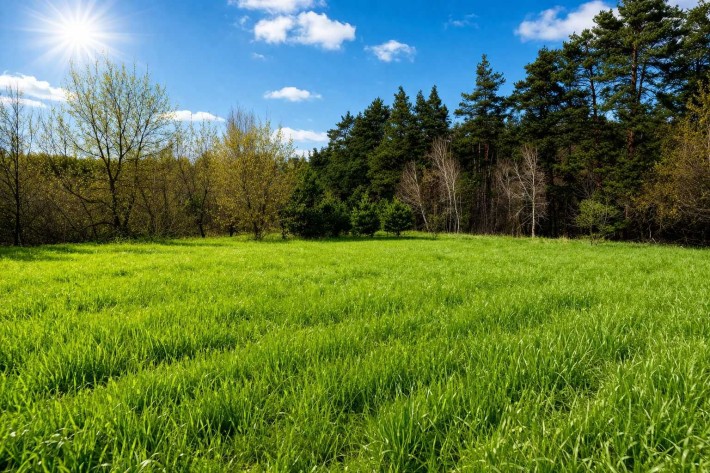 Ст.Петрівці, Вишгород. р-н, 93 сот, ліс - фото 1