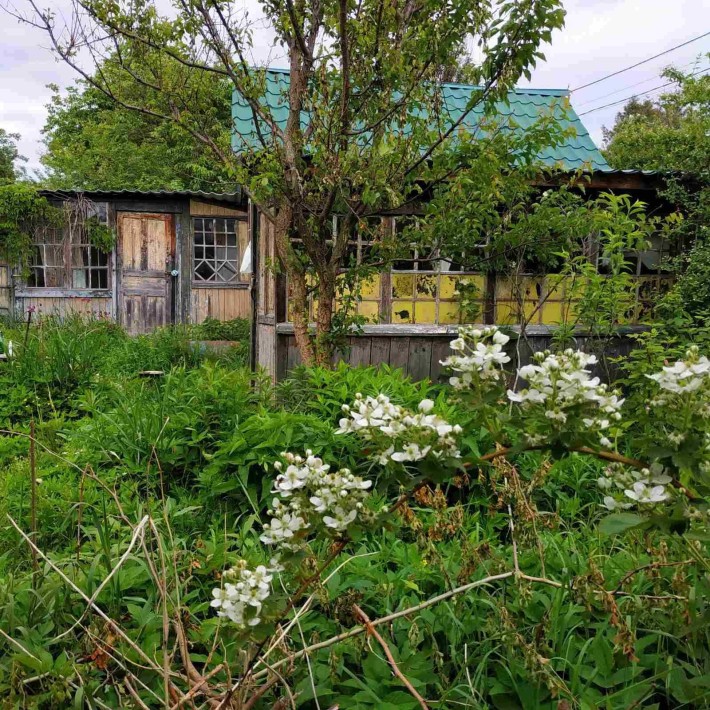 дачна ділянка Нафтовик, Чубинське, Бориспільскій рн - фото 1