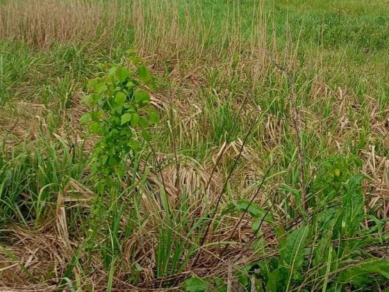 Продаж земельної ділянки  с. Юрівка, Київська обл. вул Берегова 24 Юровка